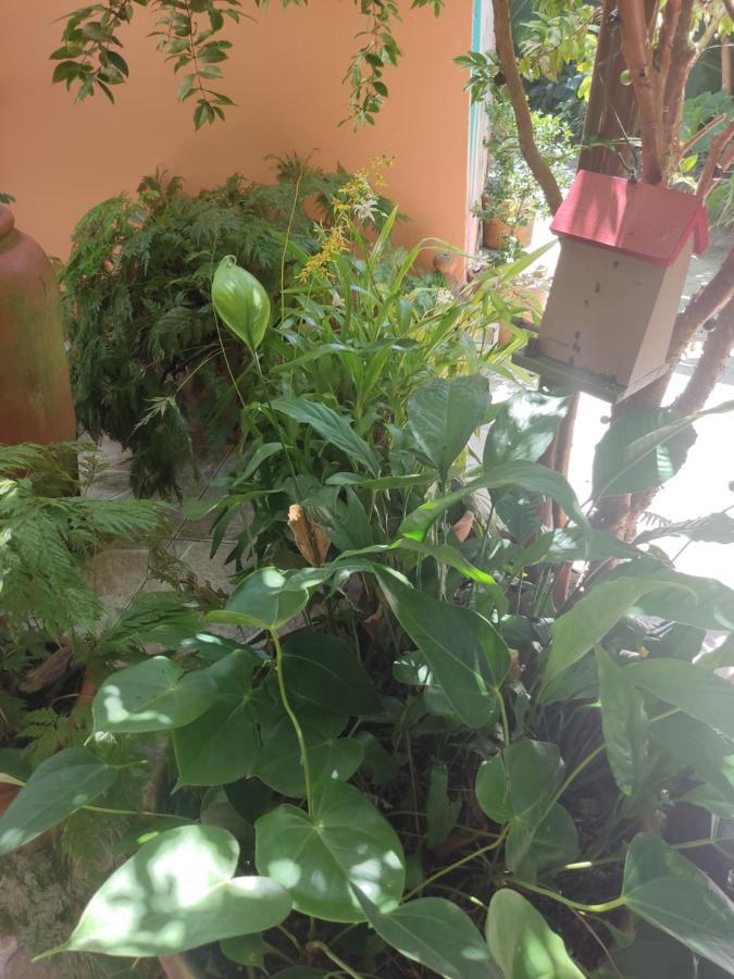 Recanto Toca Das Plantas De Ilhabela I エクステリア 写真
