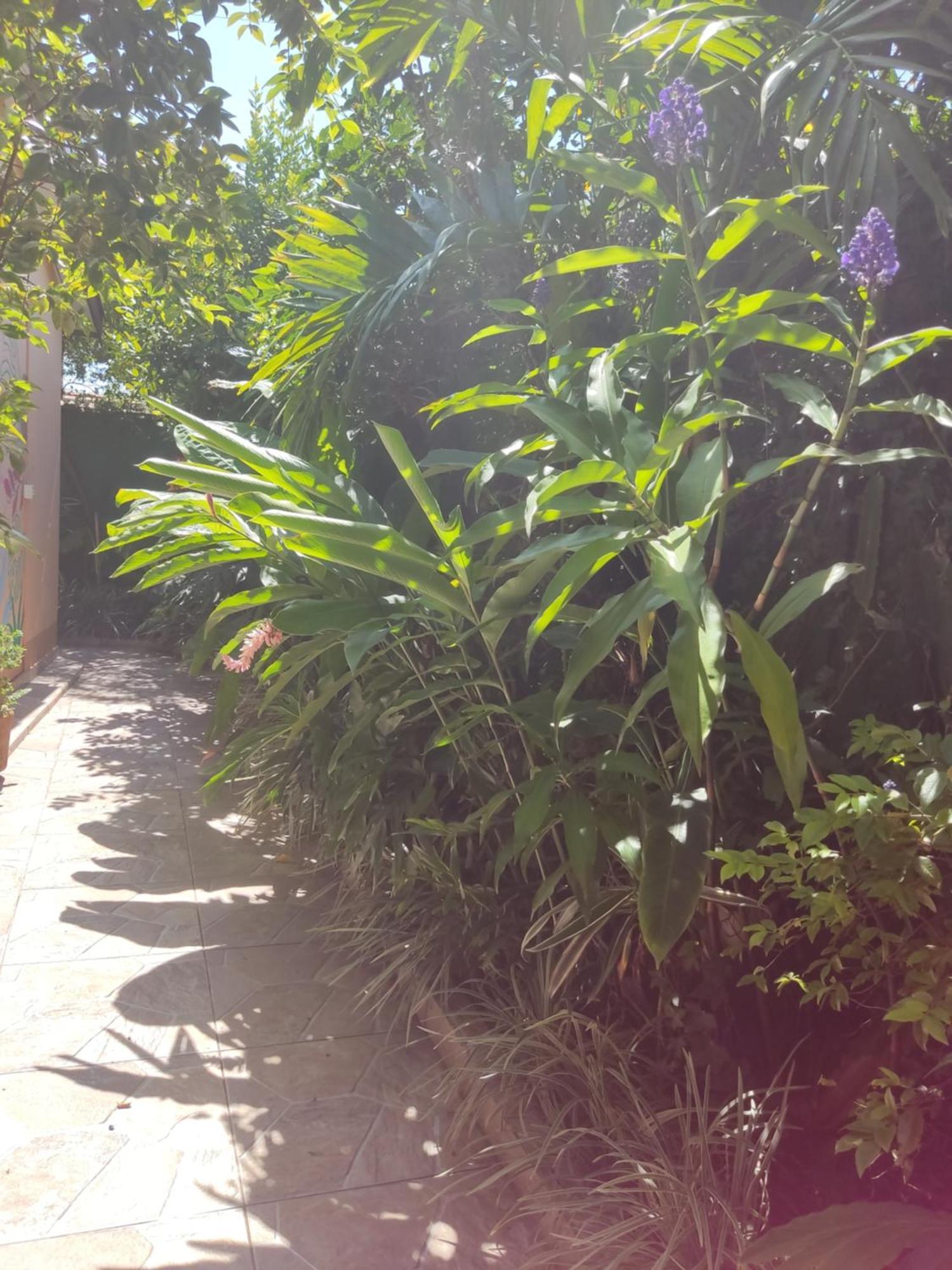 Recanto Toca Das Plantas De Ilhabela I 部屋 写真